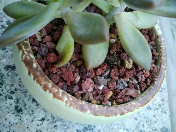 夏天露养多肉 可以用火山岩铺面吗