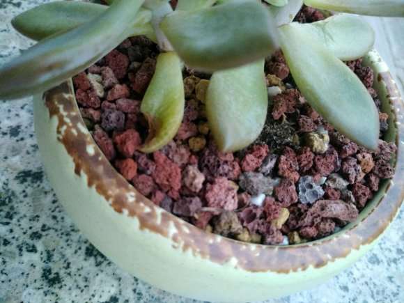 夏天露养多肉 可以用火山岩铺面吗