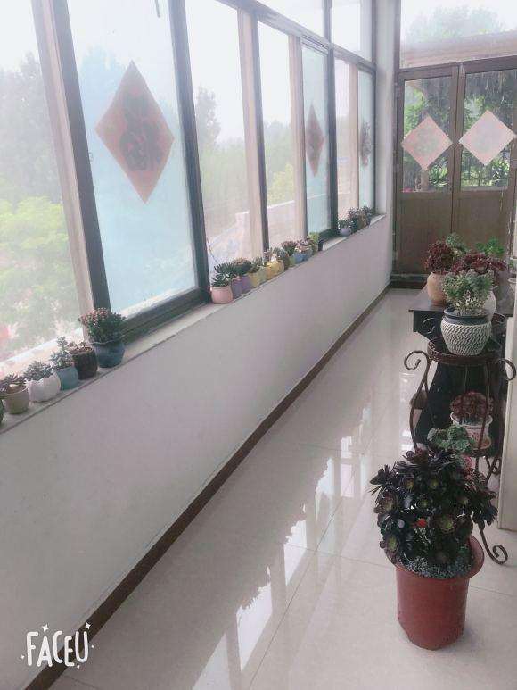 夏天多肉是放室内 还是阳台 好