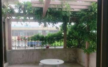 夏天多肉是放室内 还是阳台 好