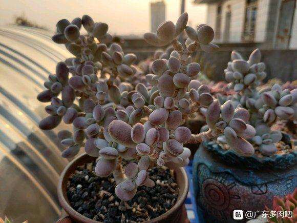 你夏天多肉是室内养了吗 图片