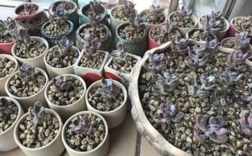 广东夏天过后的桃蛋多肉 全枯死 求救