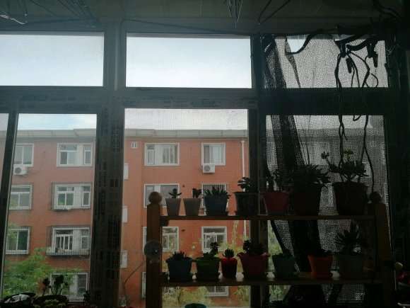 多肉遮阳防晒网一般用几针的最好