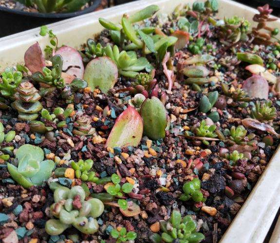 今年夏天死了很多 法师多肉基本死完