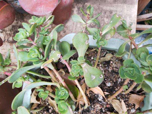 今年夏天死了很多 法师多肉基本死完