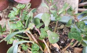 今年夏天死了很多 法师多肉基本死完