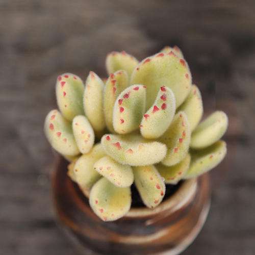 白熊多肉夏天放室内养 还是露养好啊