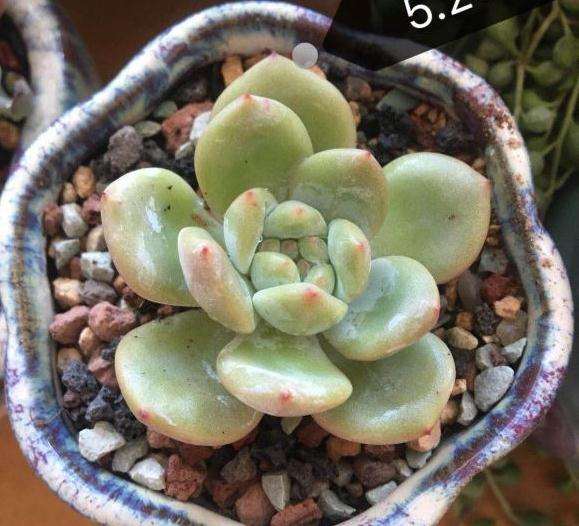 夏天 北阳台多肉可以露养吗