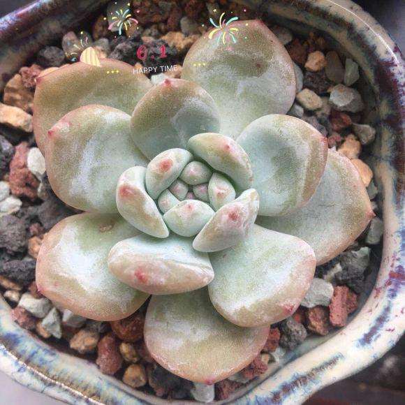 夏天 北阳台多肉可以露养吗