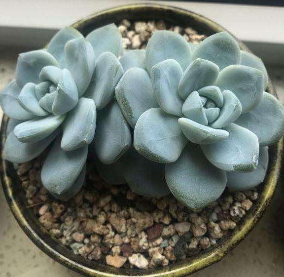 夏天水泡多肉能隔着玻璃晒吗