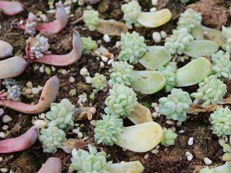 多肉叶插长了虫 喷什么药 最好