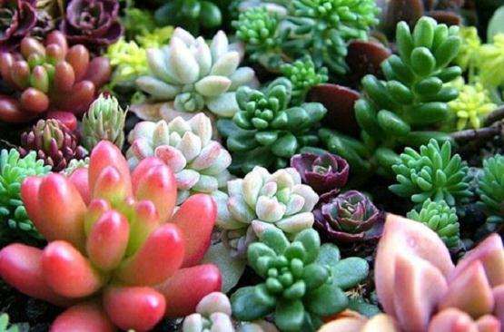 广东夏天 冰梅多肉怎么度夏 老是化水