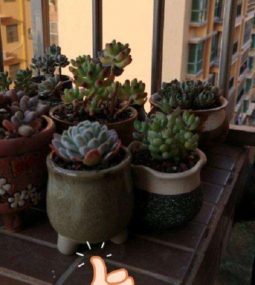 广东夏天 冰梅多肉怎么度夏 老是化水