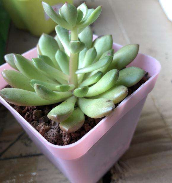 夏季把多肉放室内了 还是徒长 怎么办