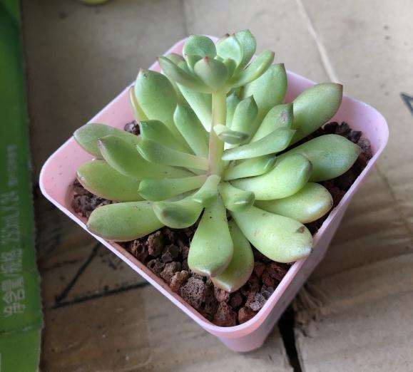 夏季把多肉放室内了 还是徒长 怎么办