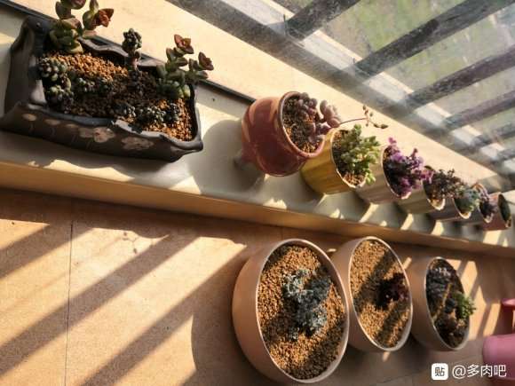 夏天多肉隔着玻璃晒太阳会徒长吗