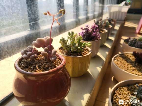 夏天多肉隔着玻璃晒太阳会徒长吗