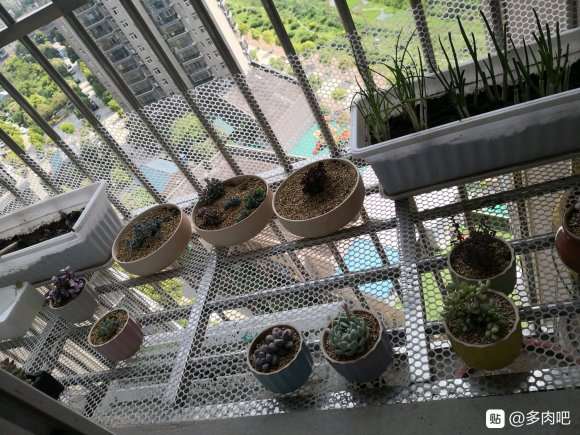 夏天多肉隔着玻璃晒太阳会徒长吗