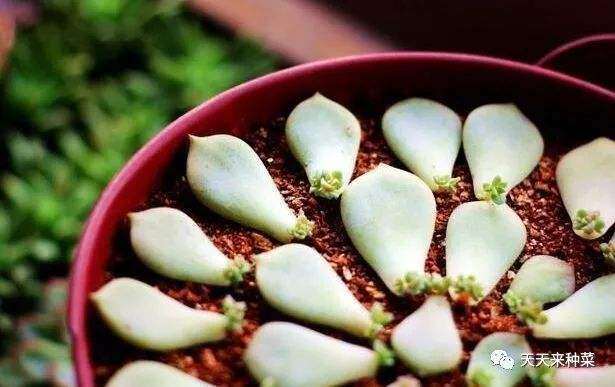 夏天能不能先把多肉放在地下室里生根