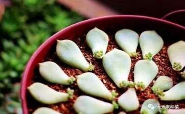 夏天能不能先把多肉放在地下室里生根