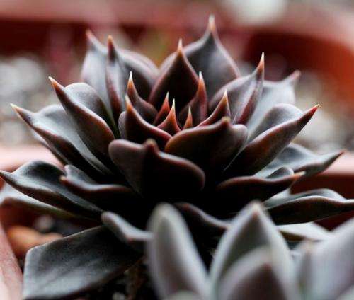 黑王子多肉为什么养的这么丑