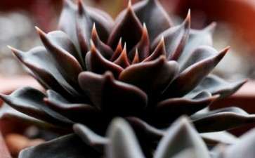 黑王子多肉为什么养的这么丑