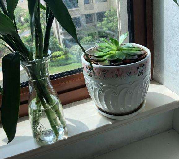 黑王子多肉 夏天也可以长得很帅