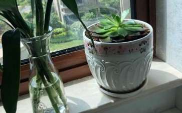 黑王子多肉 夏天也可以长得很帅