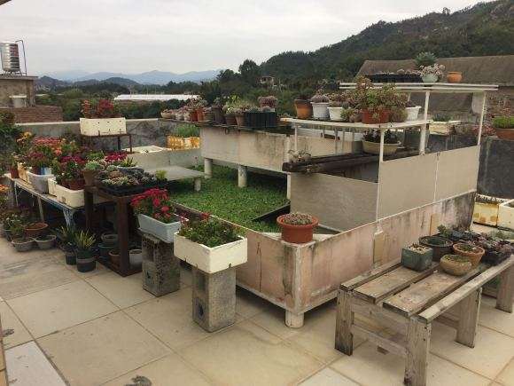 夏季多肉全露养 无遮挡 怎么样 不死