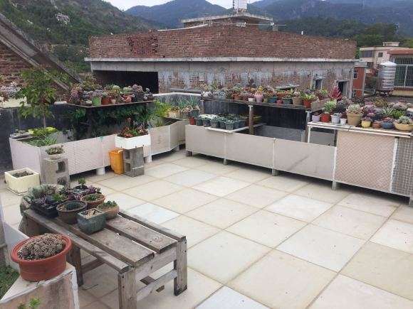 夏季多肉全露养 无遮挡 怎么样 不死