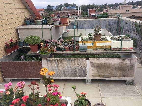 夏季多肉全露养 无遮挡 怎么样 不死