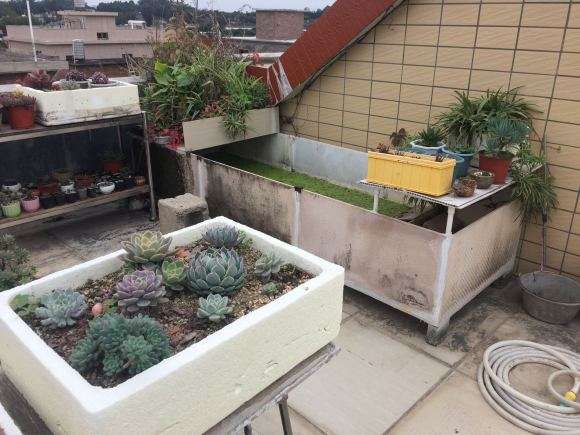 夏季多肉全露养 无遮挡 怎么样 不死