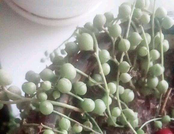 佛珠多肉夏天怎么度夏 死了大半了