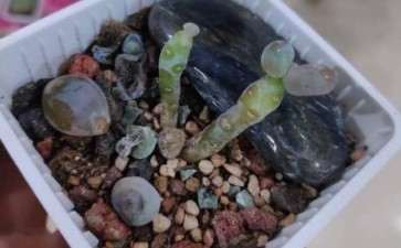 为什么广东多肉能活过夏天那么难