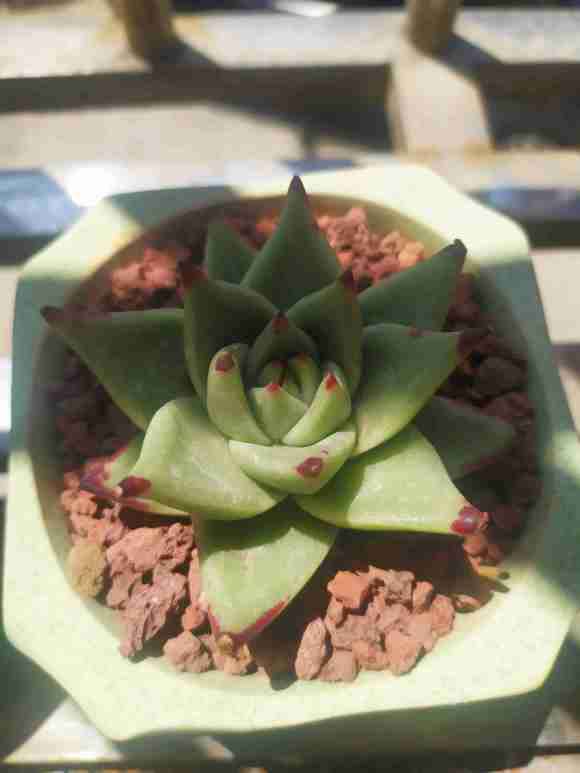 为什么乌木多肉夏天难以养护