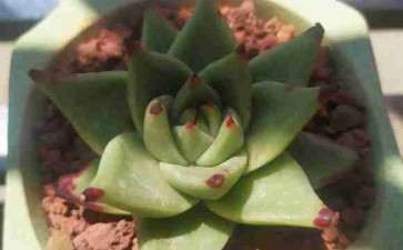 为什么乌木多肉夏天难以养护