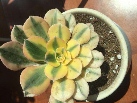 夏季挪栽法师多肉需不需要浇水