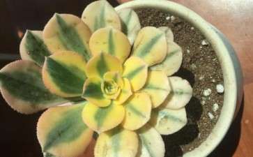 夏季挪栽法师多肉需不需要浇水