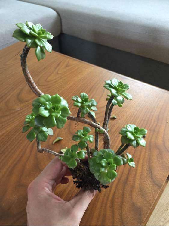 蒂亚多肉靠木质化 度过了一个夏天