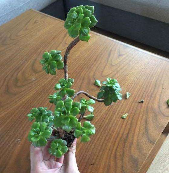 蒂亚多肉靠木质化 度过了一个夏天