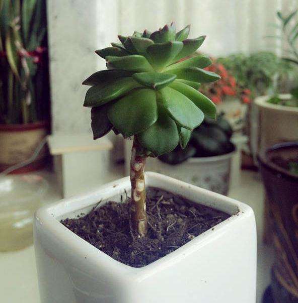 蒂亚多肉叶子总是往下长 怎么办 图片