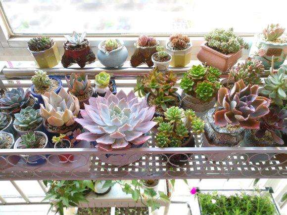 你们夏天阳台多肉用遮阳网吗