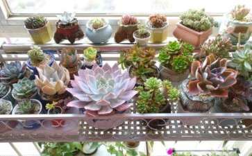 你们夏天阳台多肉用遮阳网吗 图片