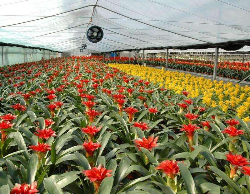 花卉企业是否可以开展地摊经济