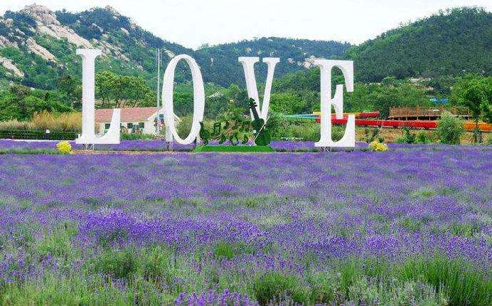 什么花属于纯观光型花海 图片