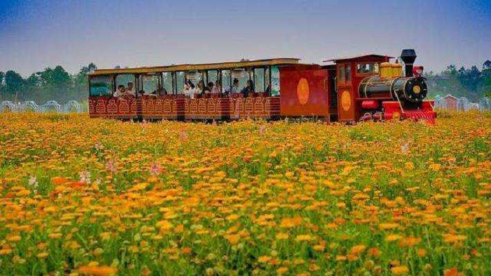 什么花属于纯观光型花海 图片