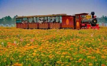 什么花属于纯观光型花海 图片