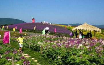 花海园区面积在多少亩最好