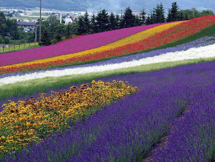 投资花海项目要多少成本 300万