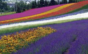 投资花海项目要多少成本 300万